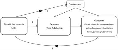 Causal relationship between type 2 diabetes and common respiratory system diseases: a two-sample Mendelian randomization analysis